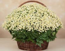 Цветочная композиция из Ромашки в корзине #REPLACE_PRED# Рыбхоз